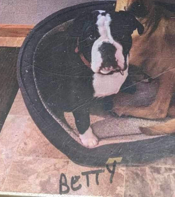 Dog - Betty