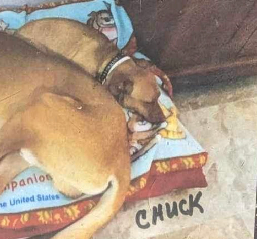 Dog - Chuck